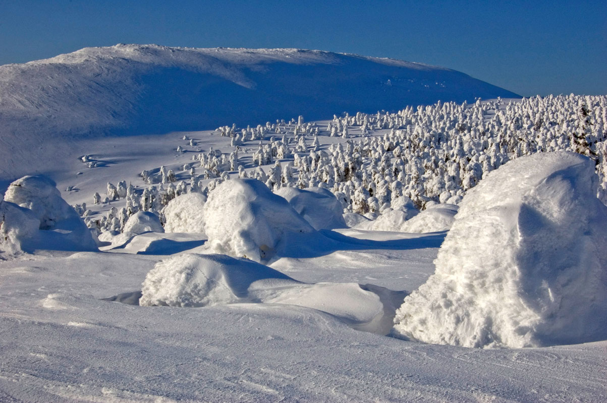 Окрестности поселка Велс, image of landscape/habitat.