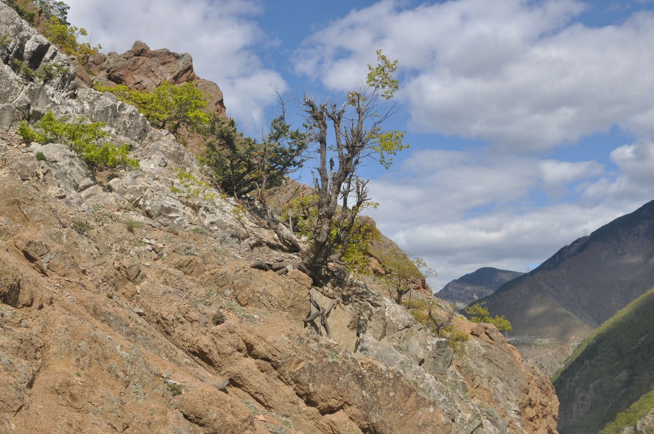 Окрестности деревни Баглик, image of landscape/habitat.