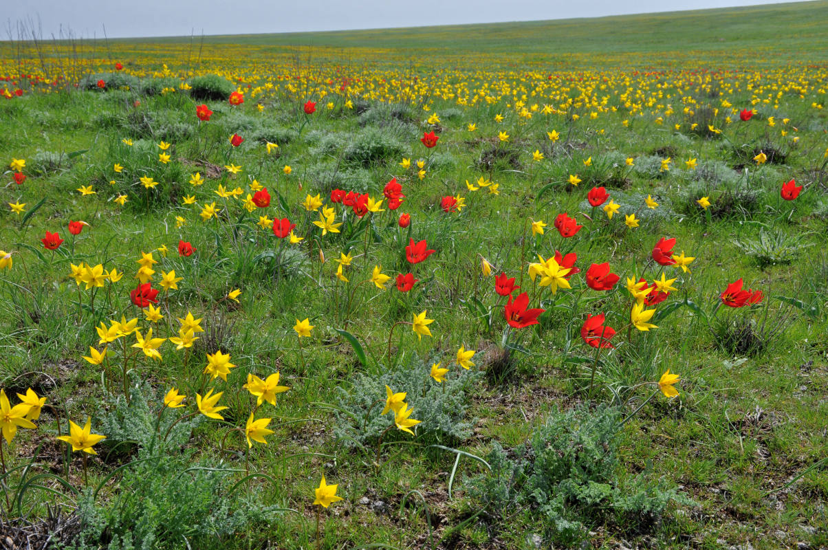 Элиста и окрестности, image of landscape/habitat.