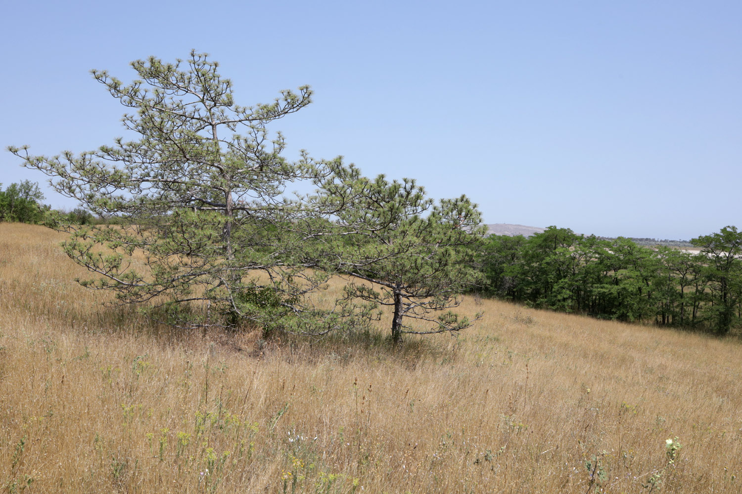 Озеро Акташ, image of landscape/habitat.