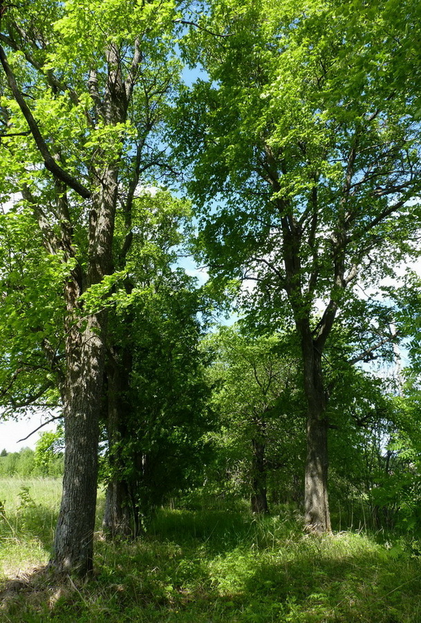 Долина Вондели, image of landscape/habitat.