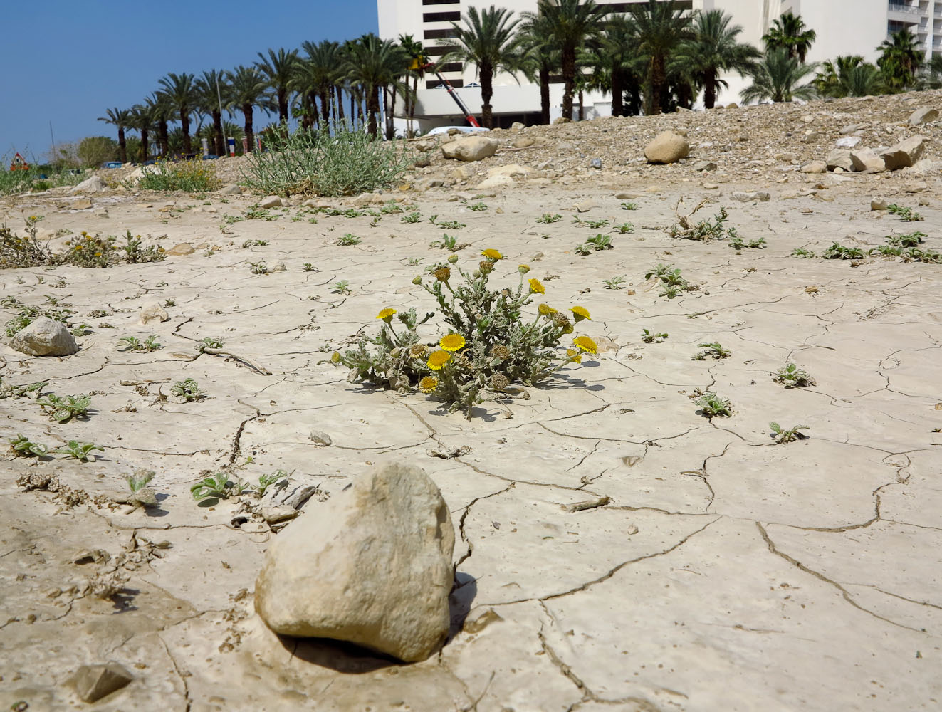 Мёртвое море, image of landscape/habitat.