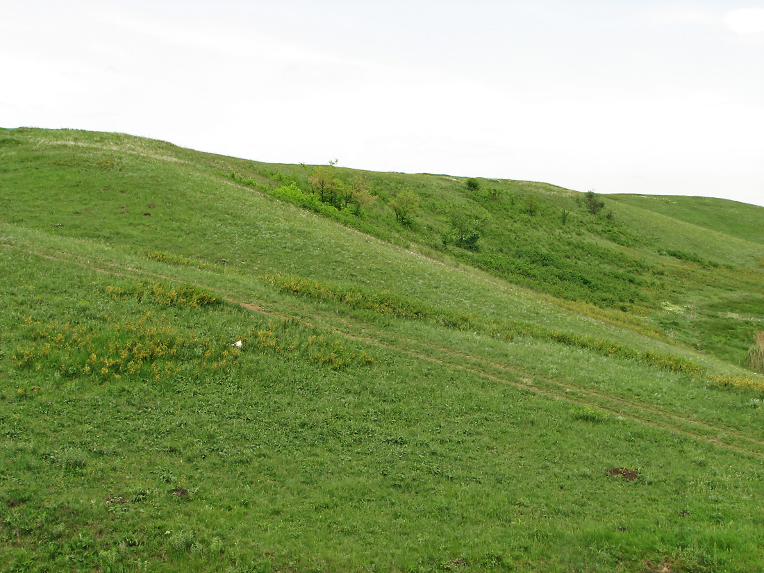 Карловка, image of landscape/habitat.