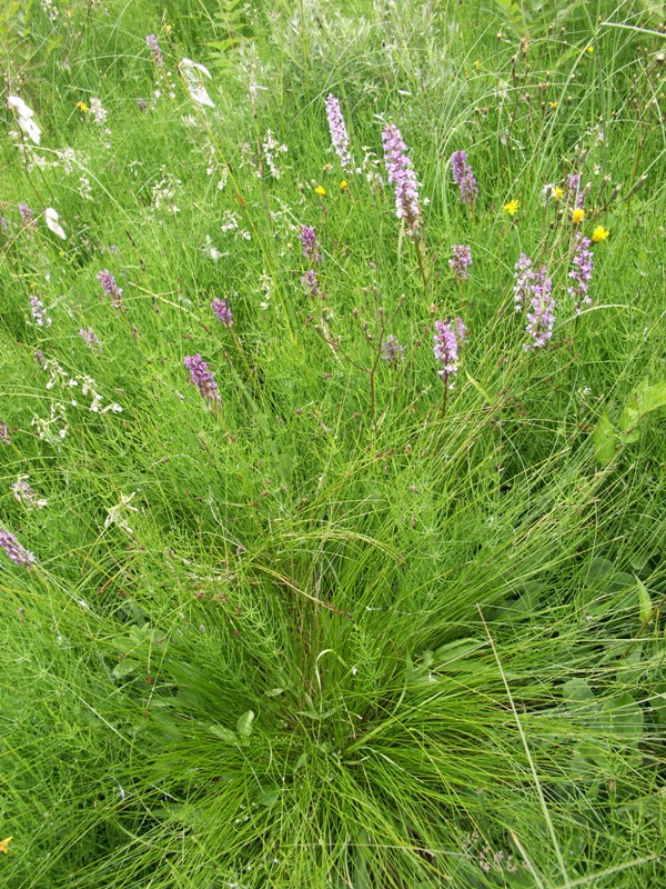 Болото у реки Чагода в д. Климово, image of landscape/habitat.
