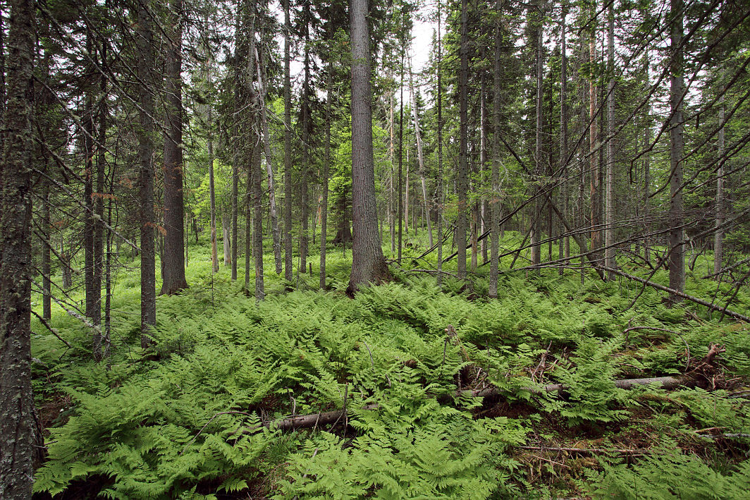 Тропа на "Чум", image of landscape/habitat.