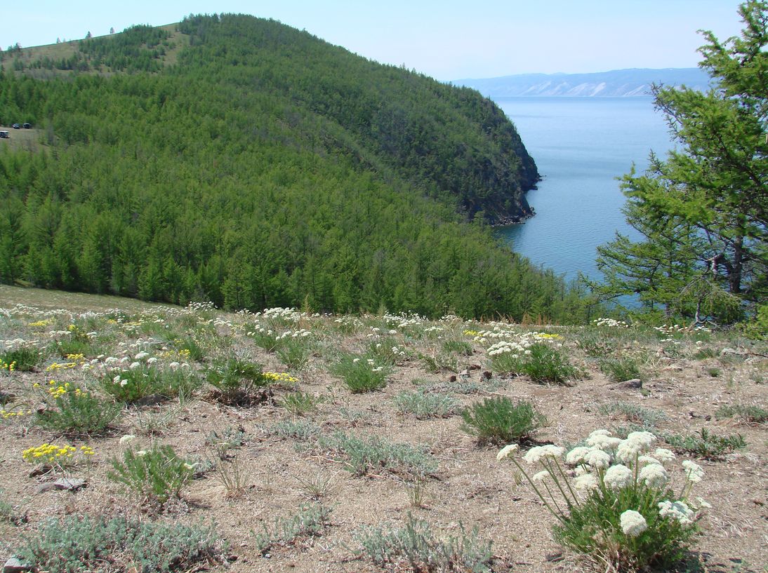 Мыс Хобой, image of landscape/habitat.