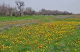 Окрестности посёлка Улан-Эрге, image of landscape/habitat.