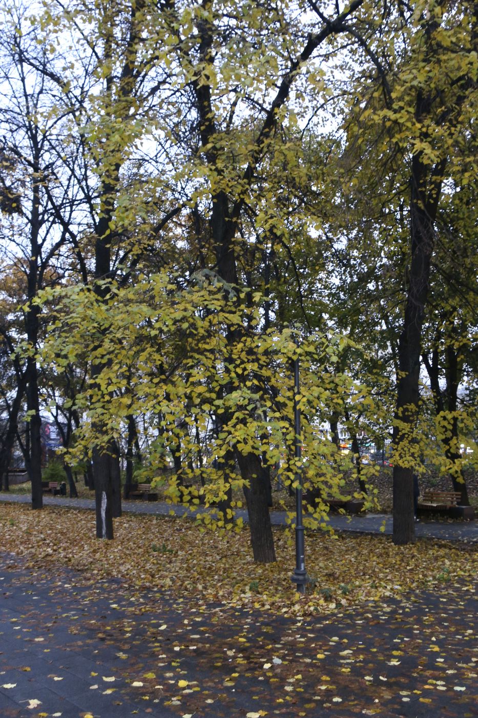 Сквер имени Калинина, image of landscape/habitat.