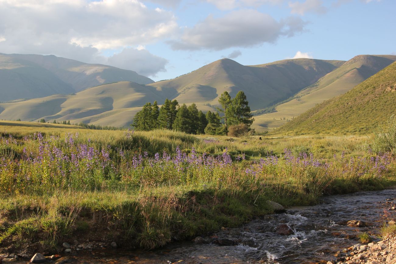 Окрестности ручья Кызыл-Таш, image of landscape/habitat.