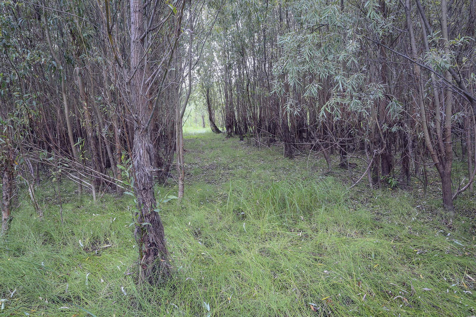 Окрестности Горнореченска, image of landscape/habitat.