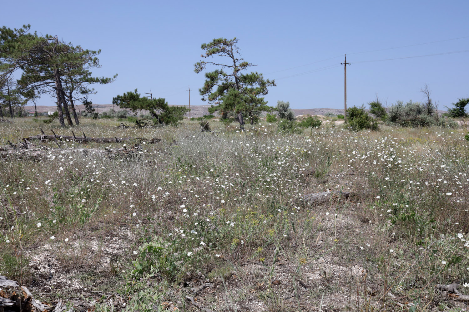 Мысовое, image of landscape/habitat.