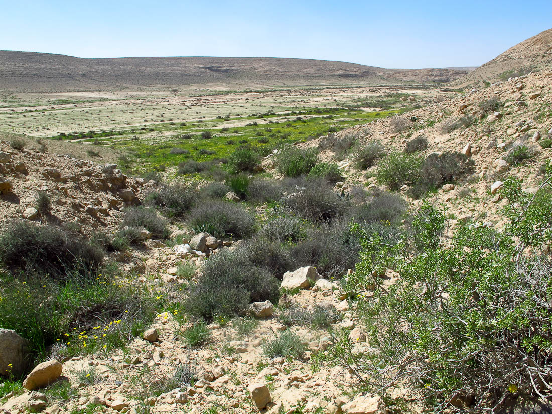 Негев, image of landscape/habitat.