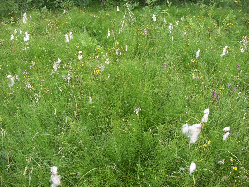 Болото у реки Чагода в д. Климово, image of landscape/habitat.