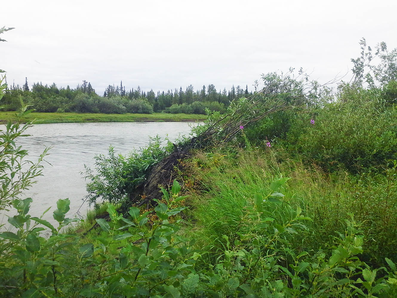 Ханмей в окрестностях Обской, image of landscape/habitat.