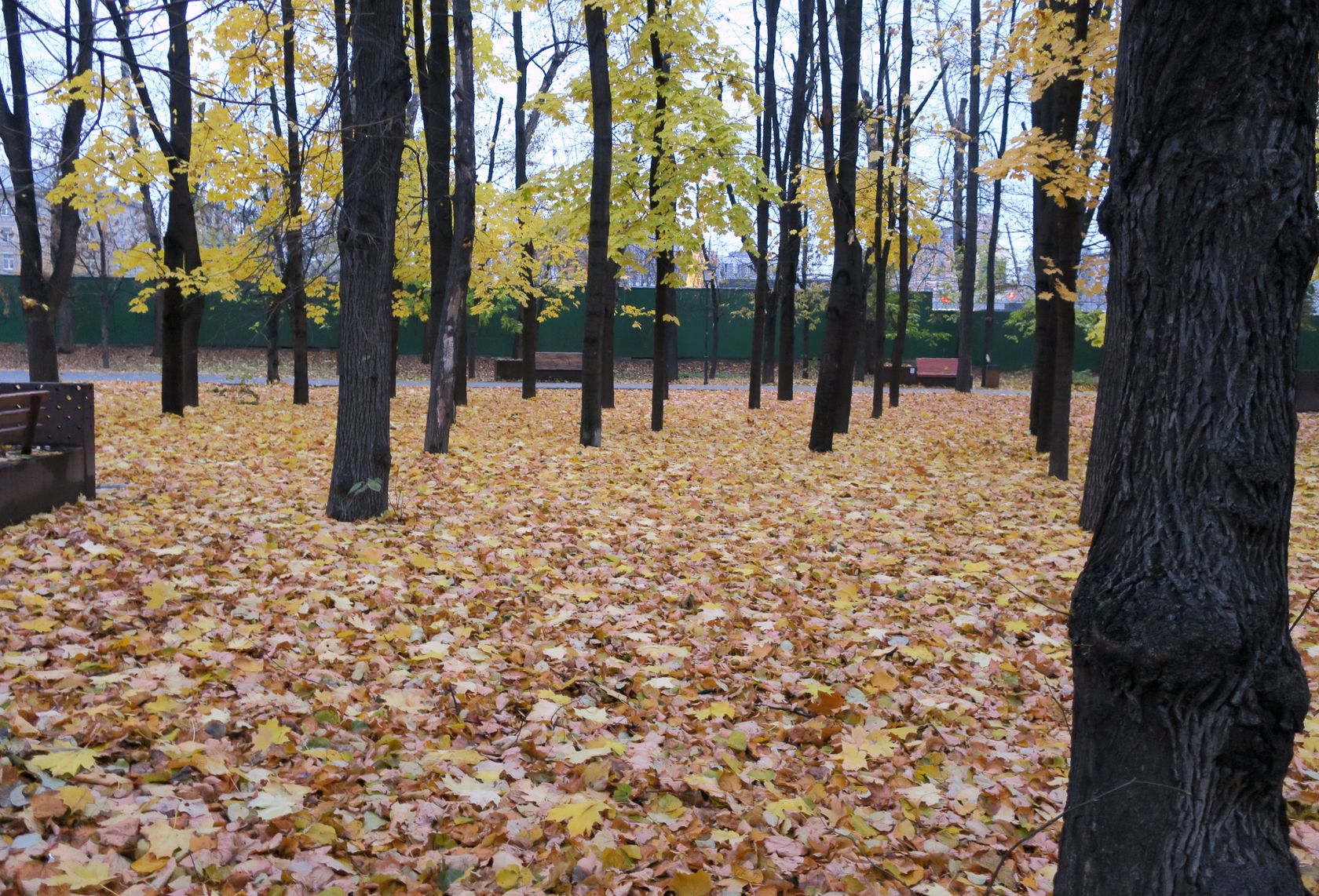 Сквер имени Калинина, image of landscape/habitat.