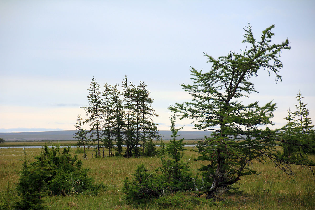 Таймыр, лес Ары Мас, image of landscape/habitat.
