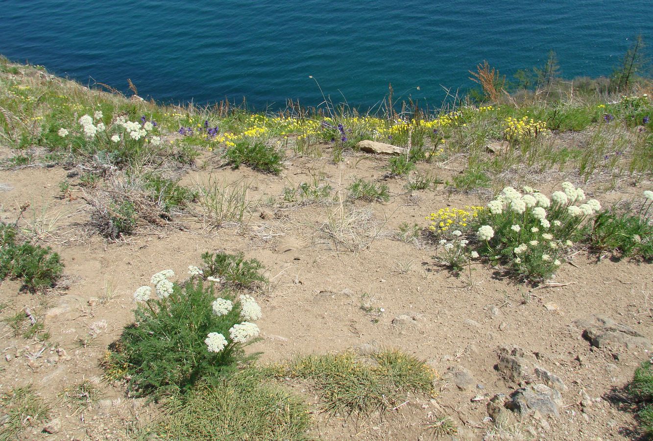 Мыс Хобой, image of landscape/habitat.