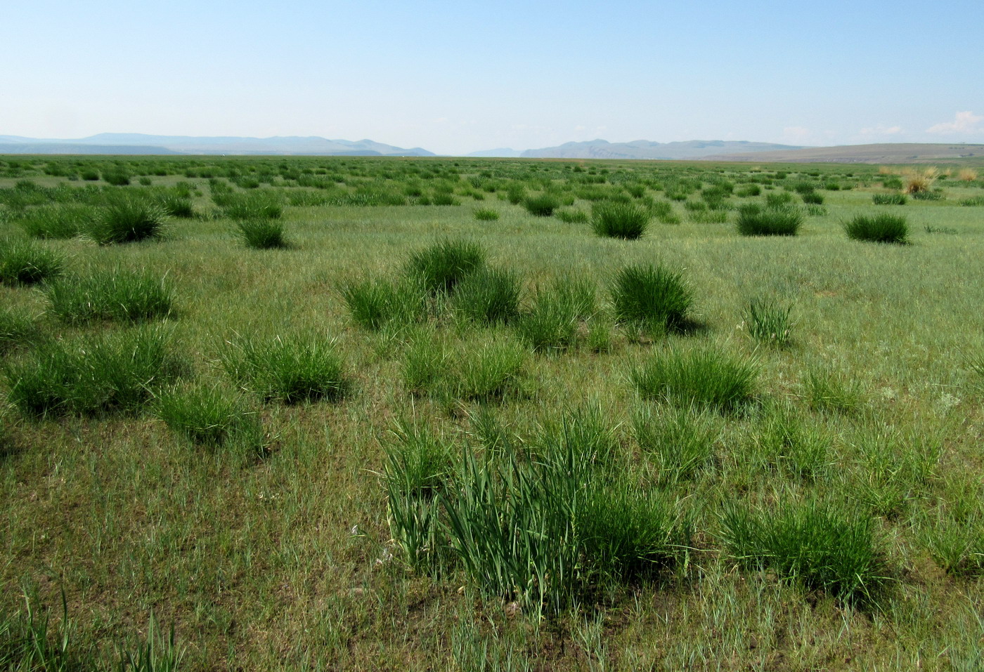 Кавказский Бор, image of landscape/habitat.