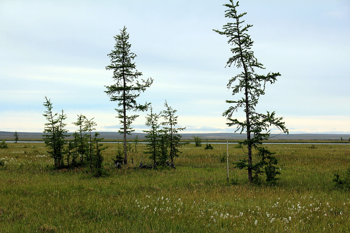 Таймыр, лес Ары Мас, image of landscape/habitat.