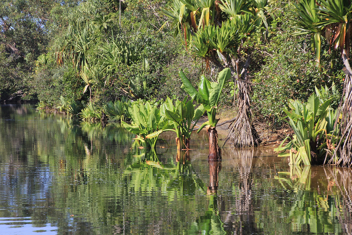 Пальмариум, image of landscape/habitat.