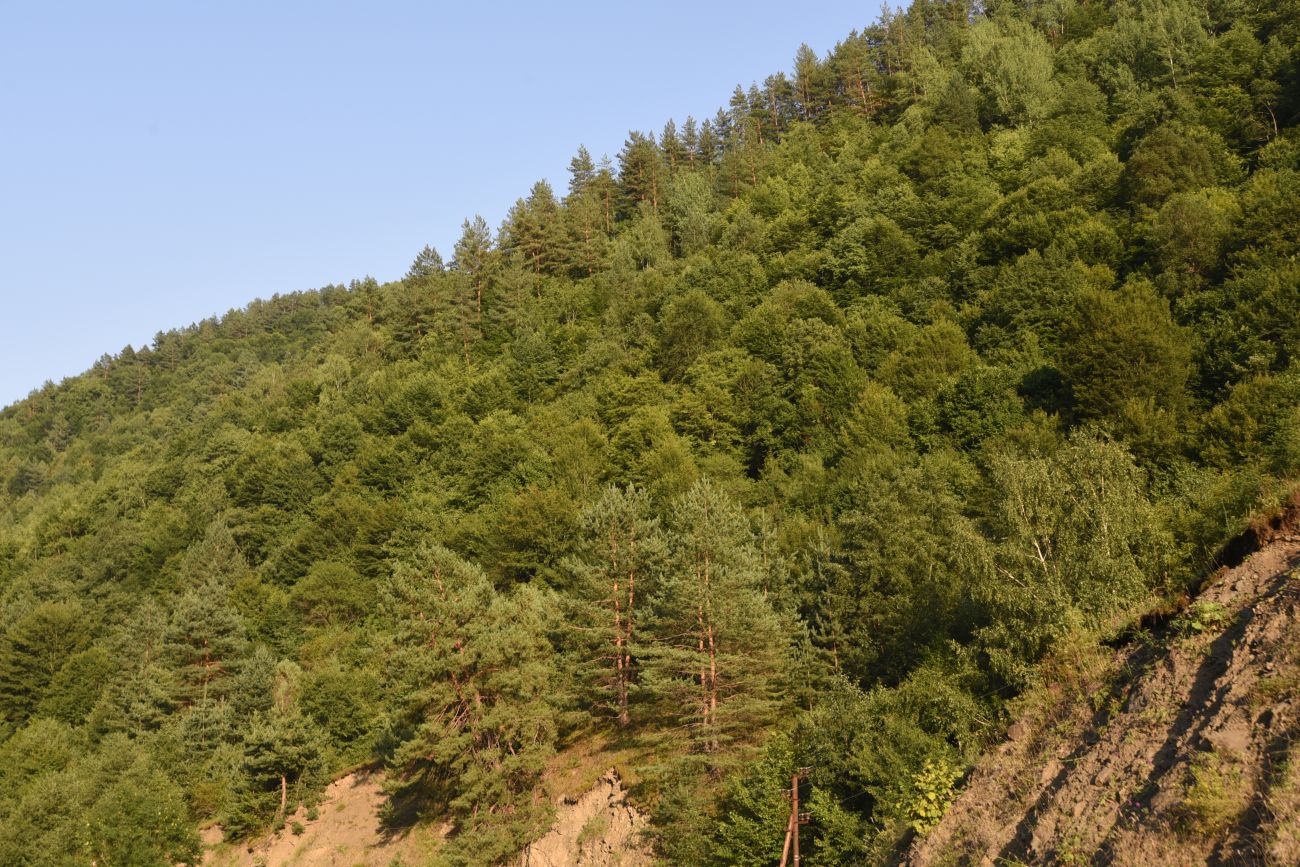 Химой, image of landscape/habitat.