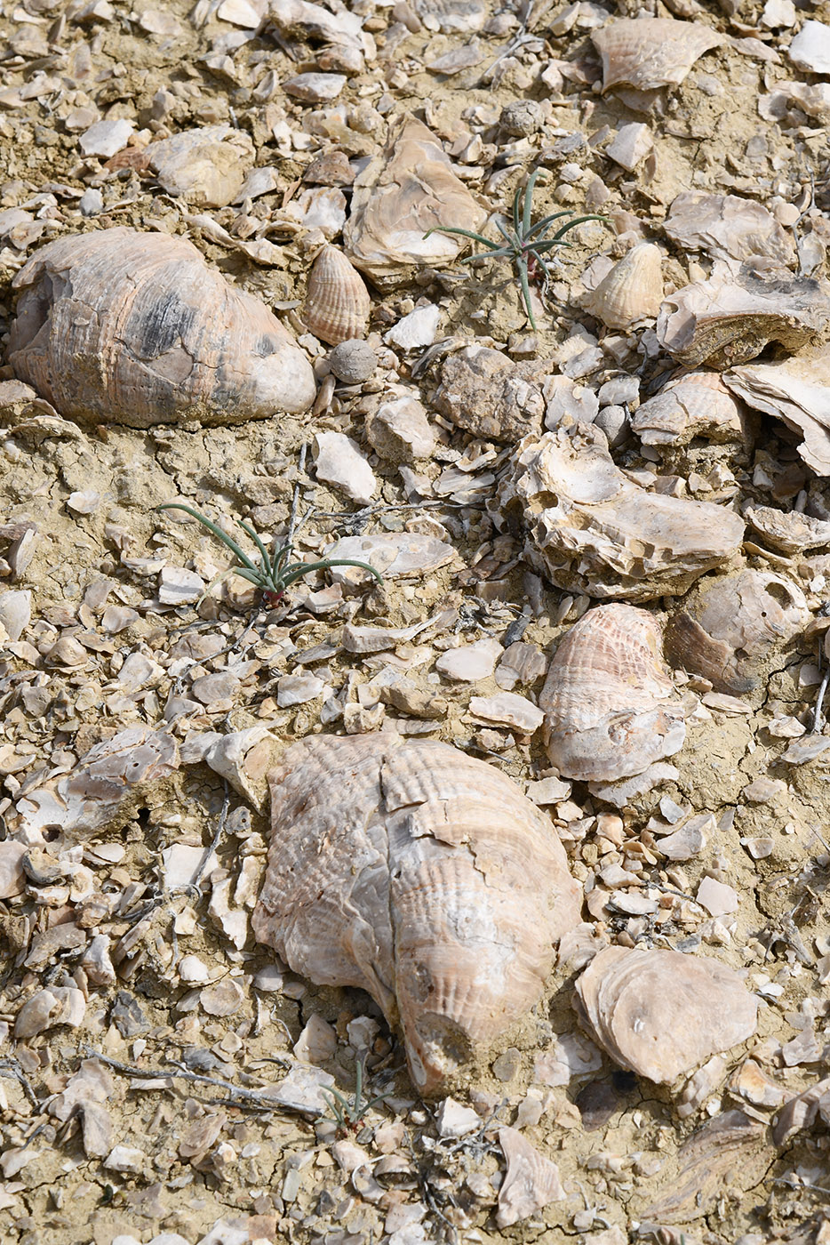 Мадыген, изображение ландшафта.