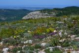 Байдарская долина, image of landscape/habitat.