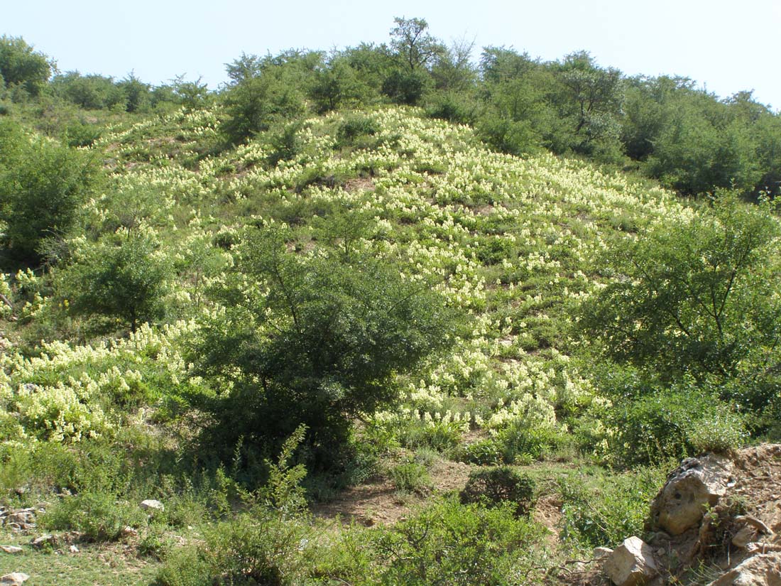 Окрестности села Хумсан, image of landscape/habitat.