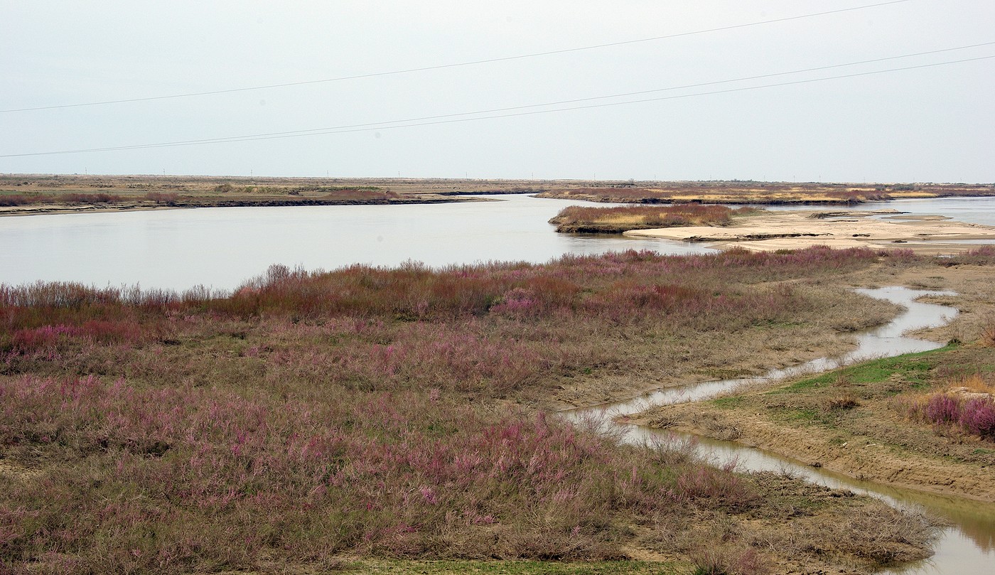 Сырдарья, image of landscape/habitat.