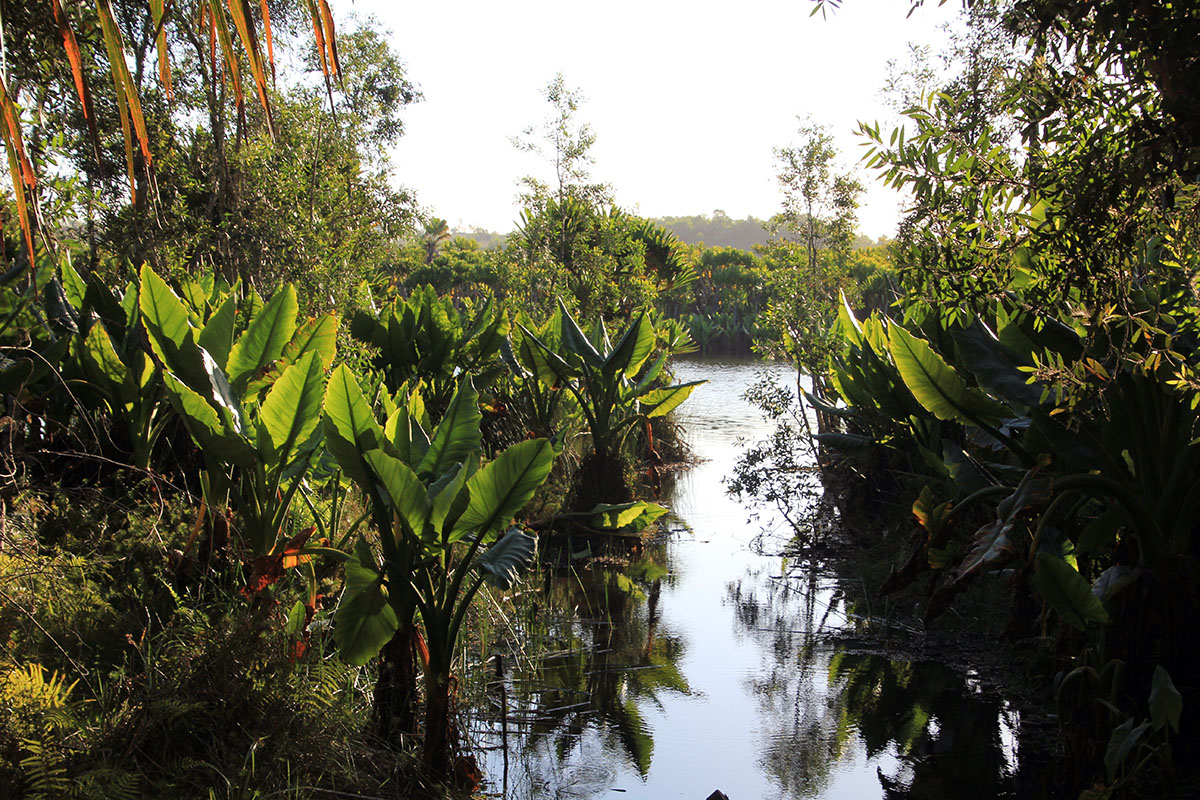 Пальмариум, image of landscape/habitat.