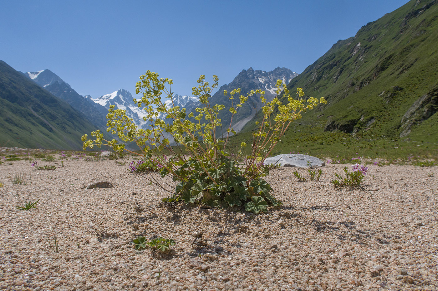 Ледник Псыгансу, image of landscape/habitat.
