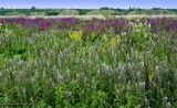 Пойменные луга у города Семилуки, image of landscape/habitat.