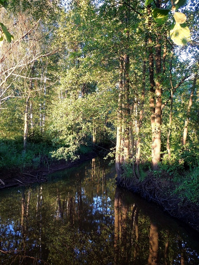 Электрогорск и его окрестности, image of landscape/habitat.