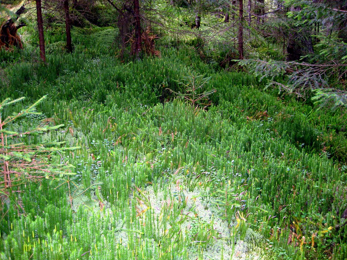 Заповедник "Горганы", Максимец, image of landscape/habitat.