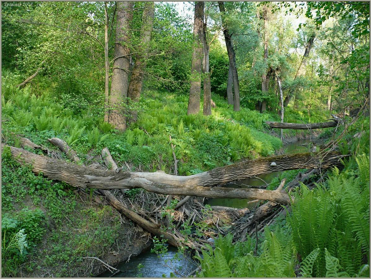 Пойма р. Паланка, image of landscape/habitat.