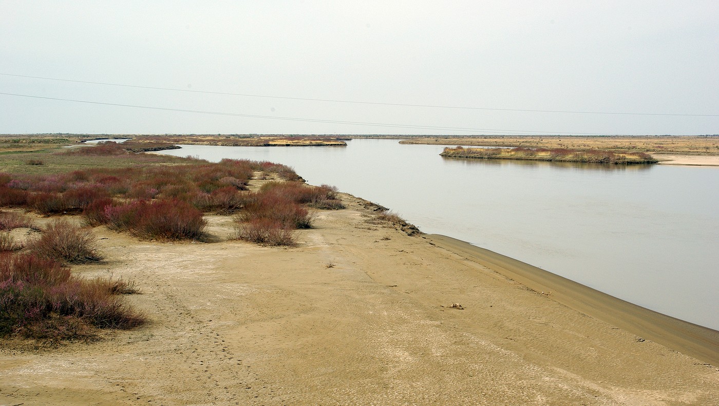 Сырдарья, image of landscape/habitat.