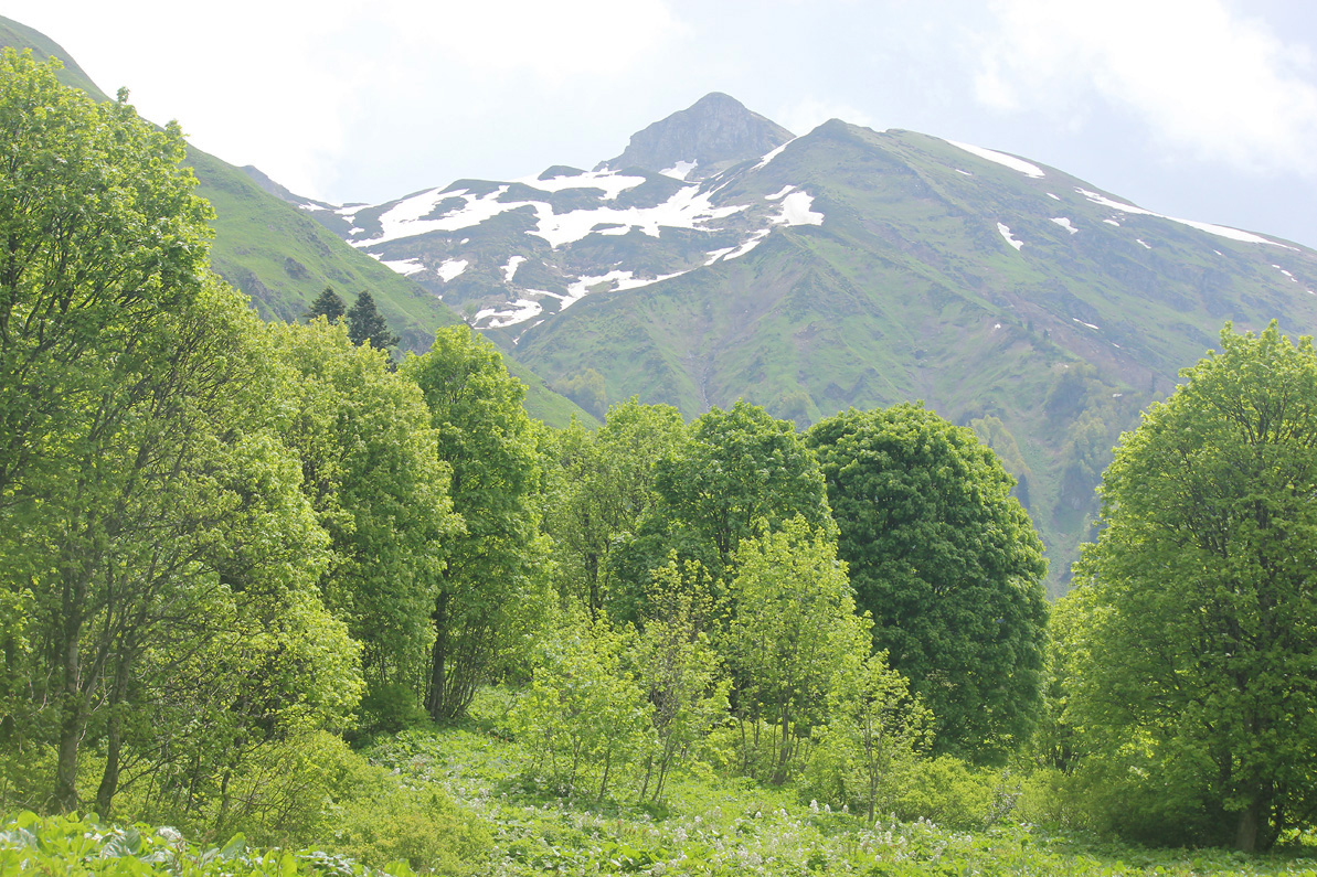 Хребет Псехако, image of landscape/habitat.