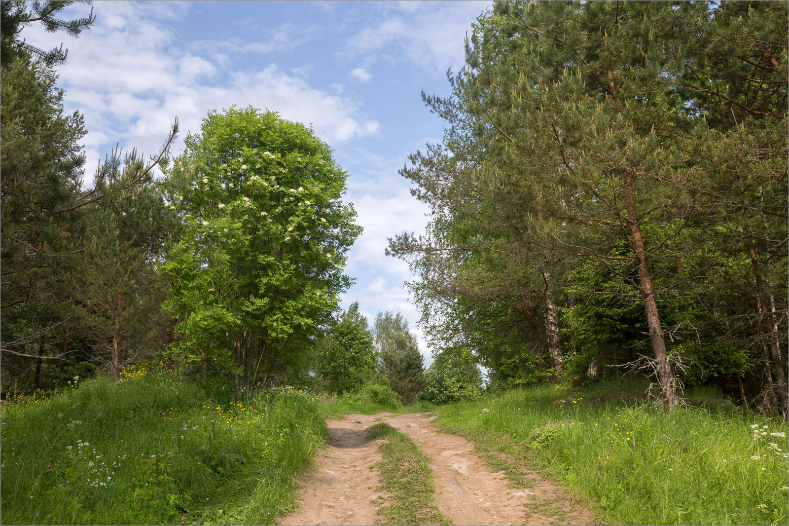 Исо-Ийярви, image of landscape/habitat.