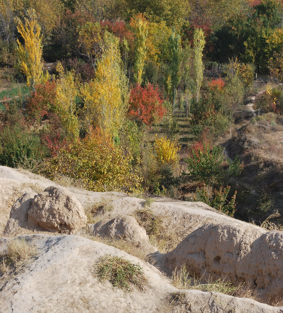 Актепа Юнусабадская, image of landscape/habitat.