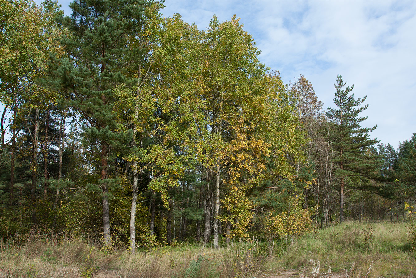 Красная Горка, image of landscape/habitat.