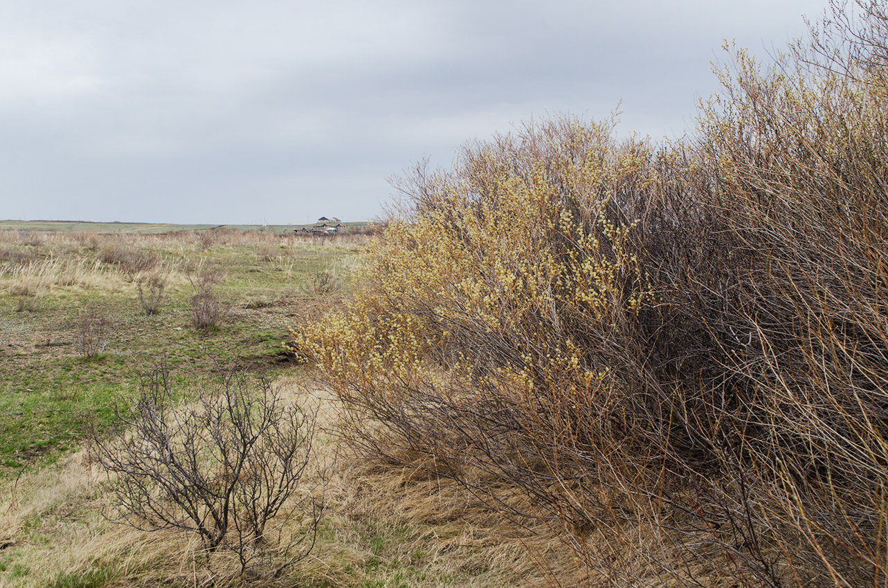 Окрестности Подгорного, image of landscape/habitat.