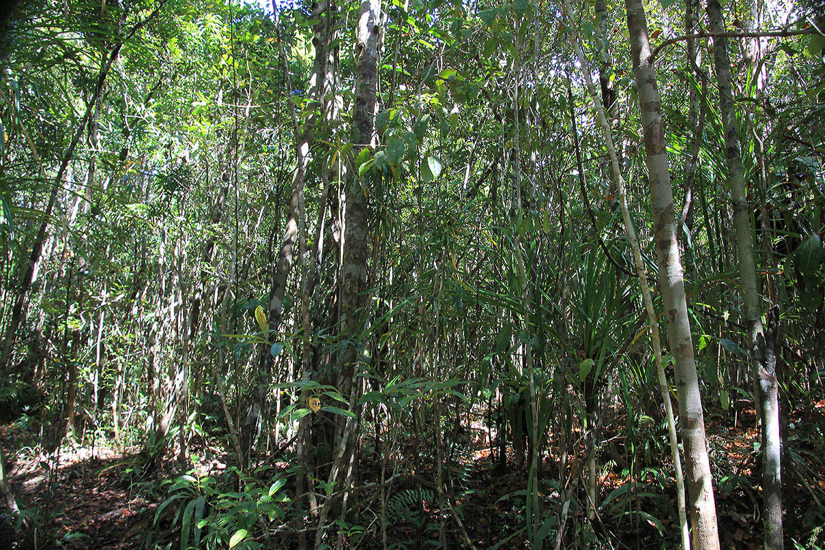 Пальмариум, image of landscape/habitat.