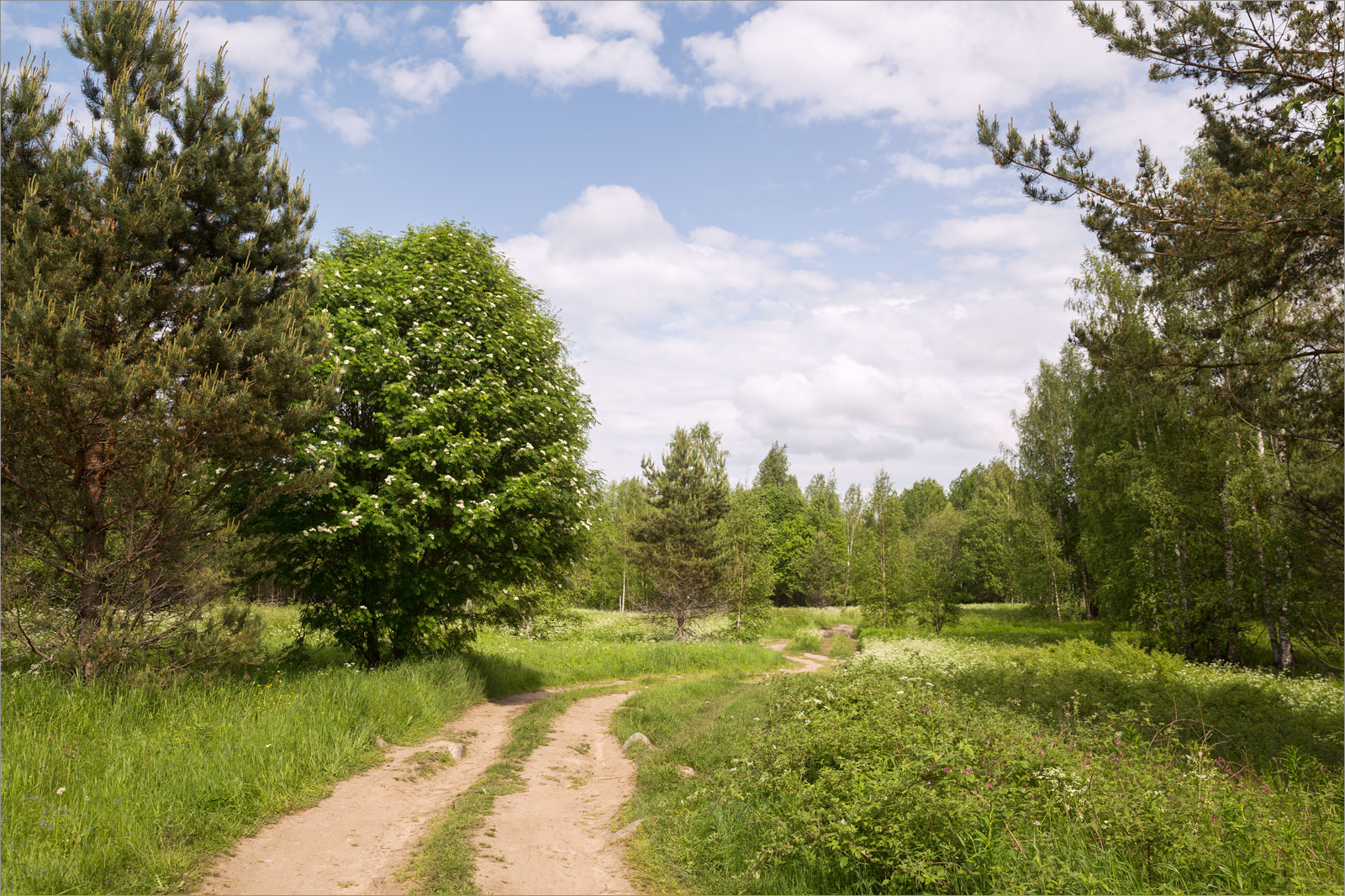 Исо-Ийярви, image of landscape/habitat.