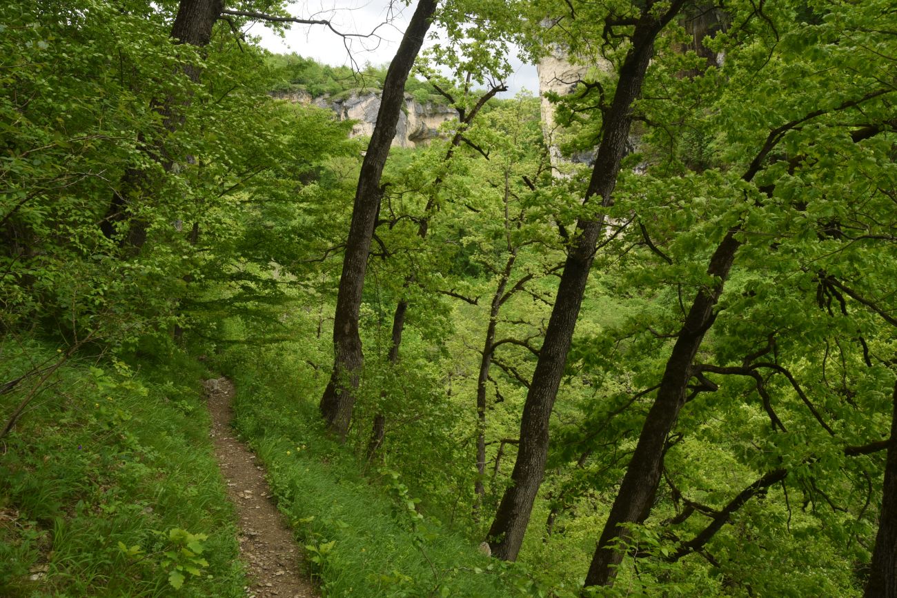 Долина реки Мишоко, image of landscape/habitat.