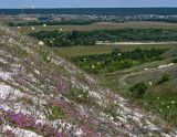 Дивногорье, image of landscape/habitat.