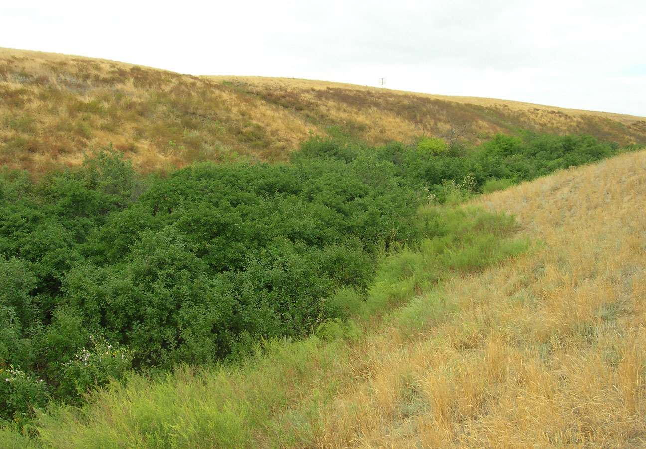 Побережье озера Эльтон, image of landscape/habitat.