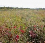 Позднякова, image of landscape/habitat.