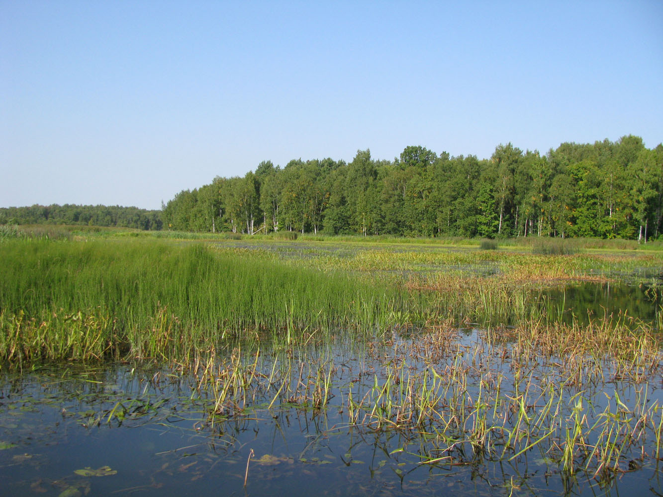 Черноречье, image of landscape/habitat.