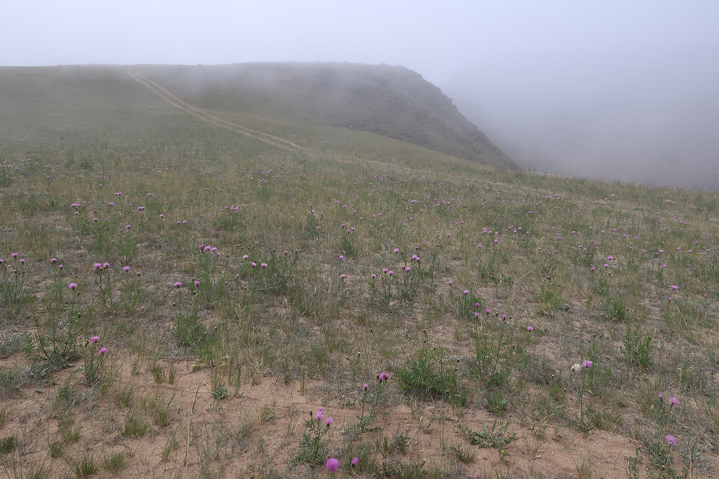 Тажеранская степь, image of landscape/habitat.