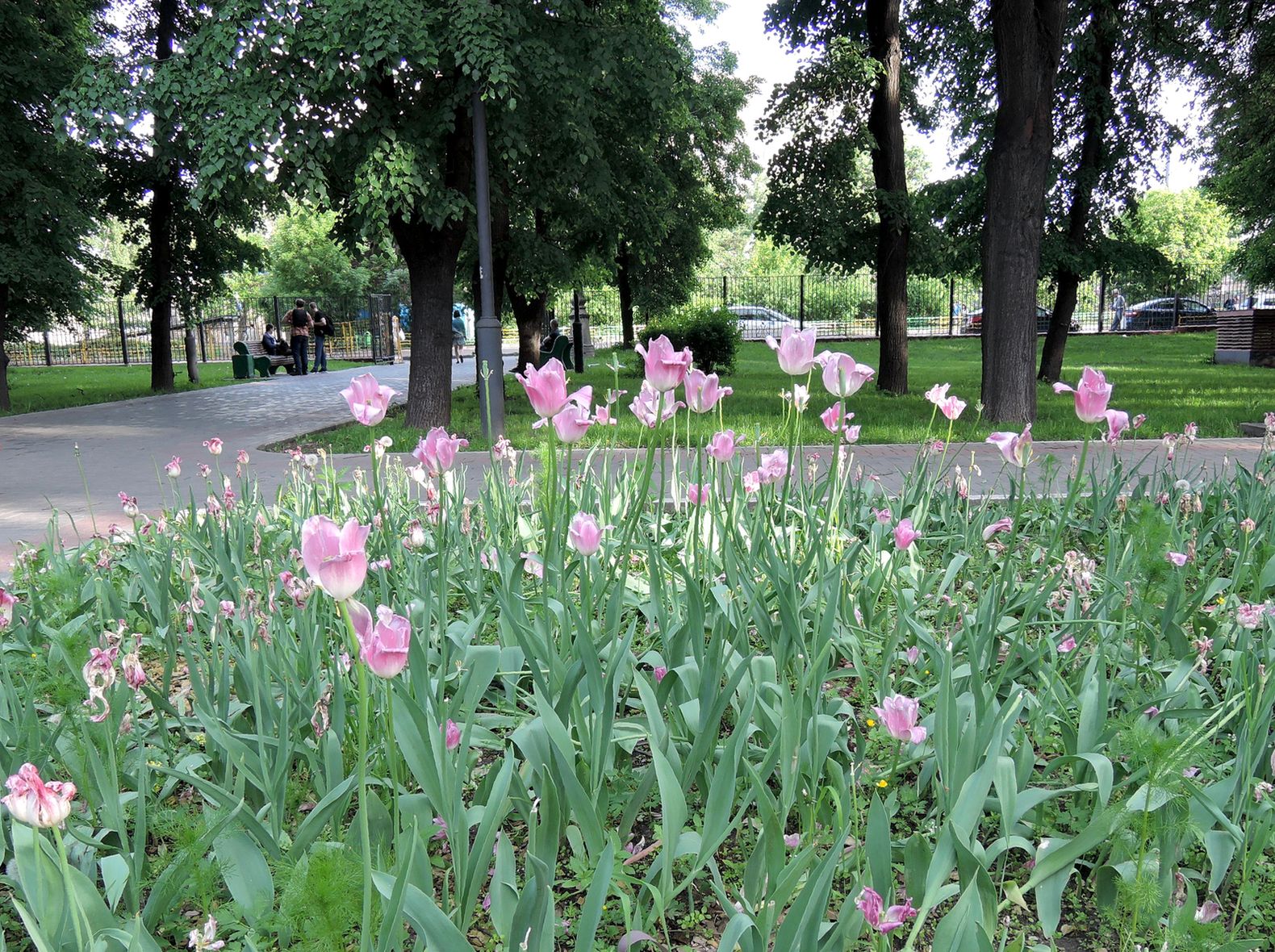 Сквер имени Калинина, image of landscape/habitat.